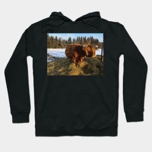 Scottish Highland Cattle Cow 1689 Hoodie